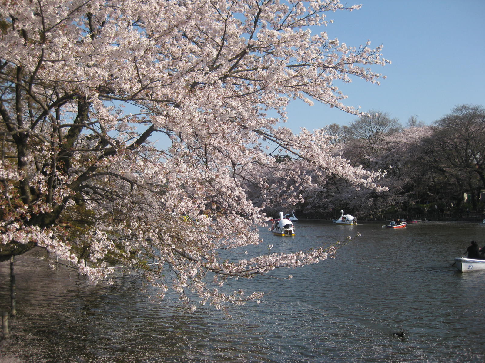 Inokashira park during Sakura season Tokyo Mitaka