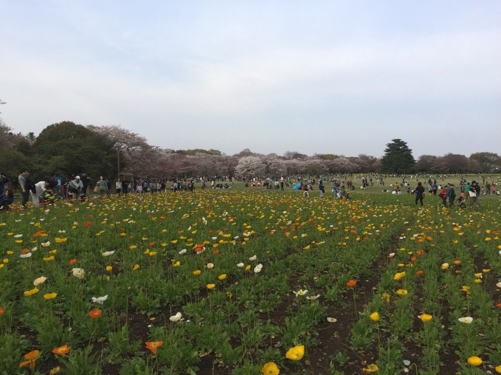 Poppy field in April at Showakinen Park Tokyo Tachikawa