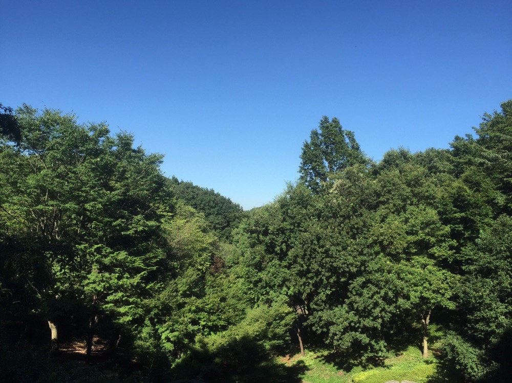 Nature Forest at Inagi Central Park Tokyo Inagi