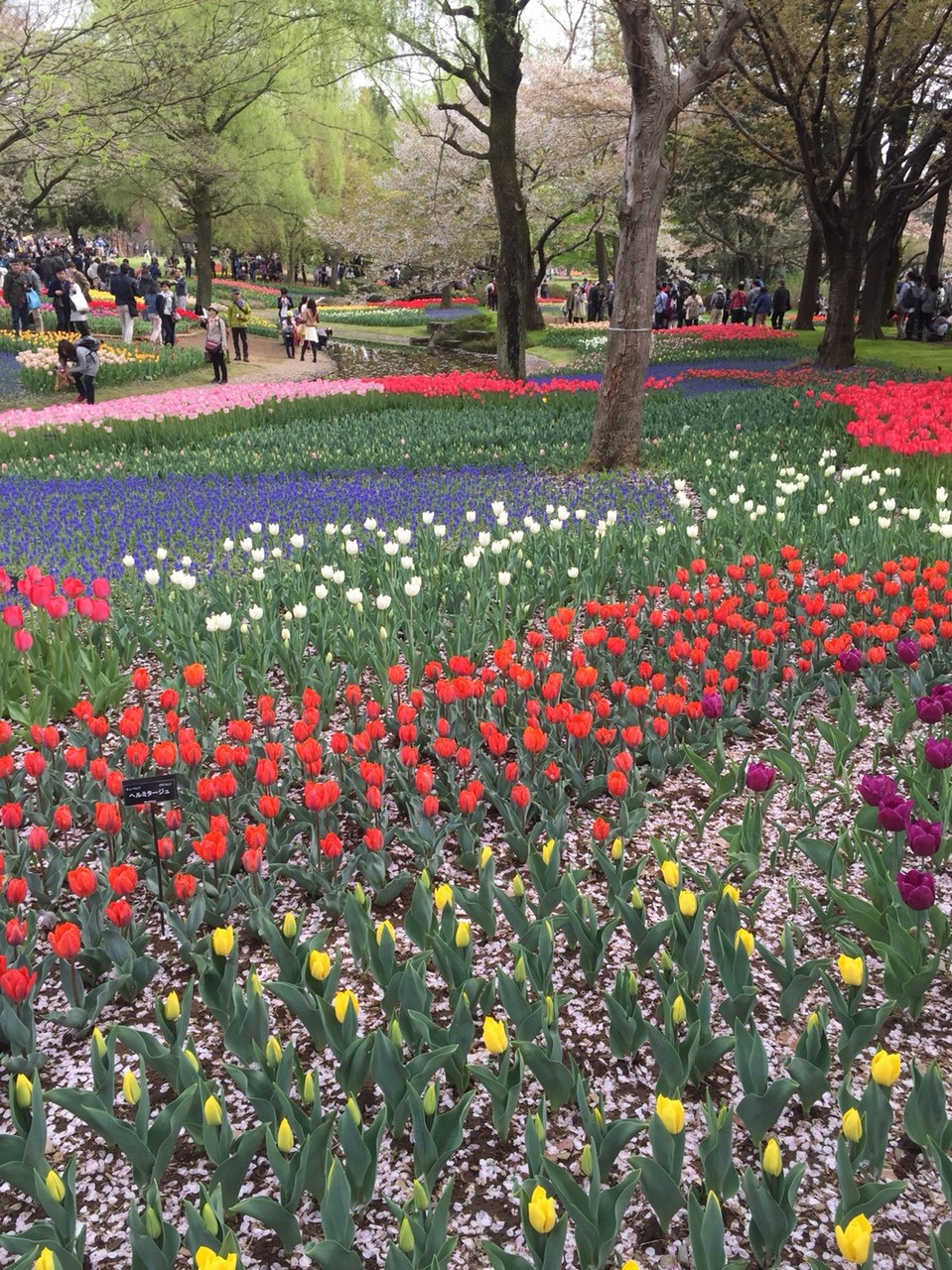 Tulip field in April at Showakinen Park Tokyo Tachikawa