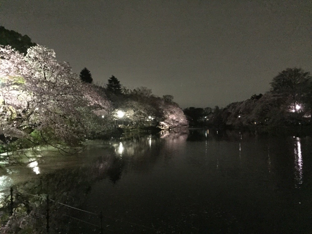 Sakura Night at Inokashira park Tokyo Mitaka