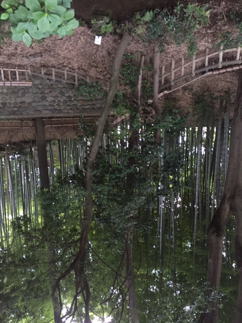 Bamboo Forest (Chikurin) park Natural water spring spot Tokyo Higashikurume