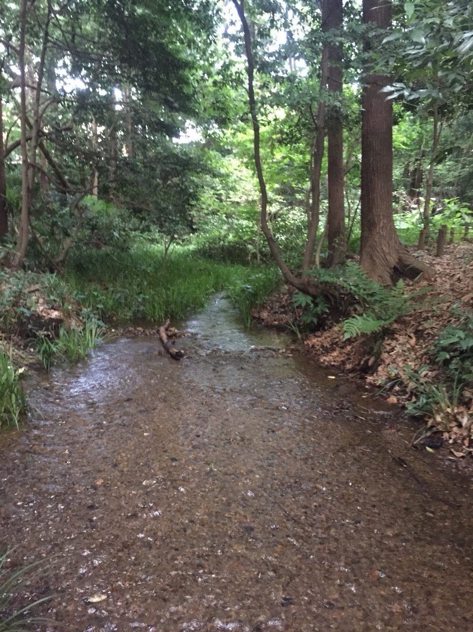 Minamisawa Natural water spring group Tokyo Higashikurume