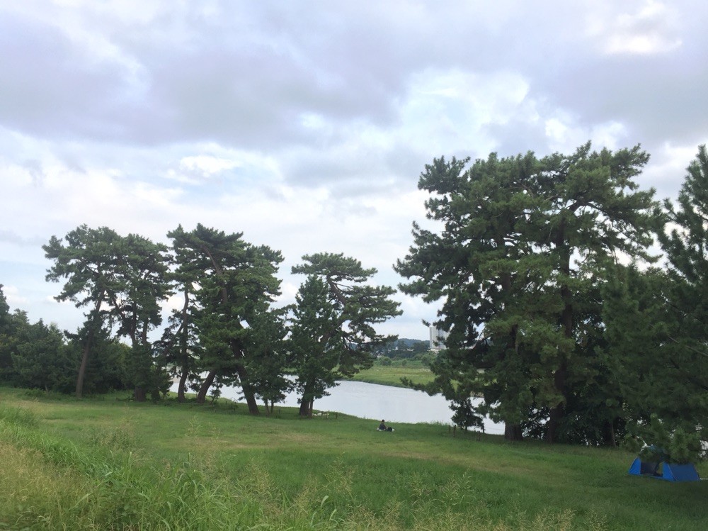 Five Pine Trees along Tama River Tokyo Komae