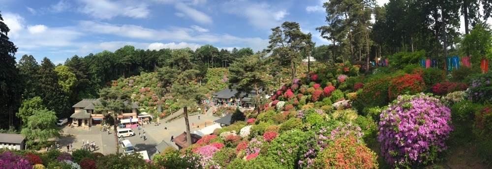 Azalea garden at Shiofune Kannon Temple in May Tokyo Ome