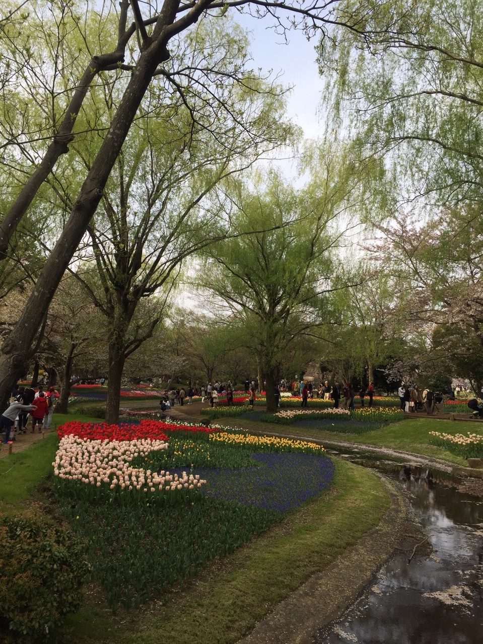 Tulip field in April at Showakinen Park Tokyo Tachikawa