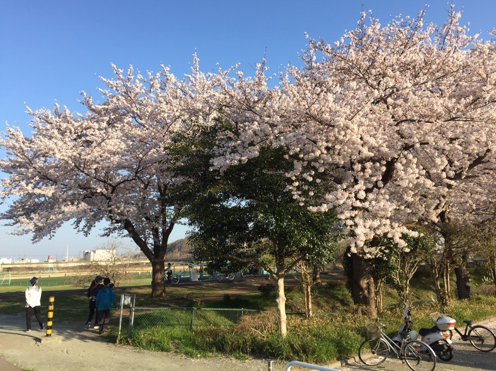 Sakura in April at Kyodonomori Soccer field Tokyo Fuchu