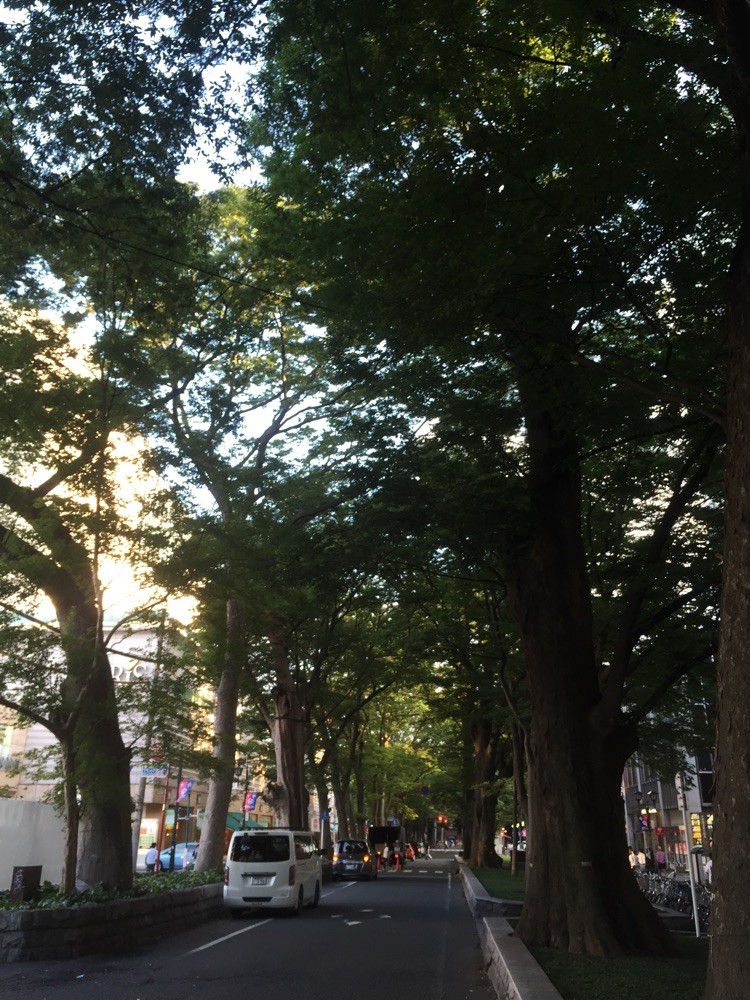 Near Fuchu station at Zelkova tree-lined street Tokyo Fuchu walking nature historical tourist spot TAMA Tourism Promotion - Visit Tama 　けやき通り並木　府中駅付近　東京都府中市　散策　自然　歴史　観光スポット　多摩観光振興会