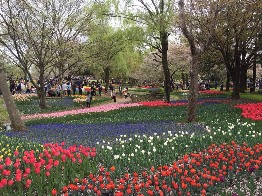 Tulip field in April at Showakinen Park Tokyo Tachikawa