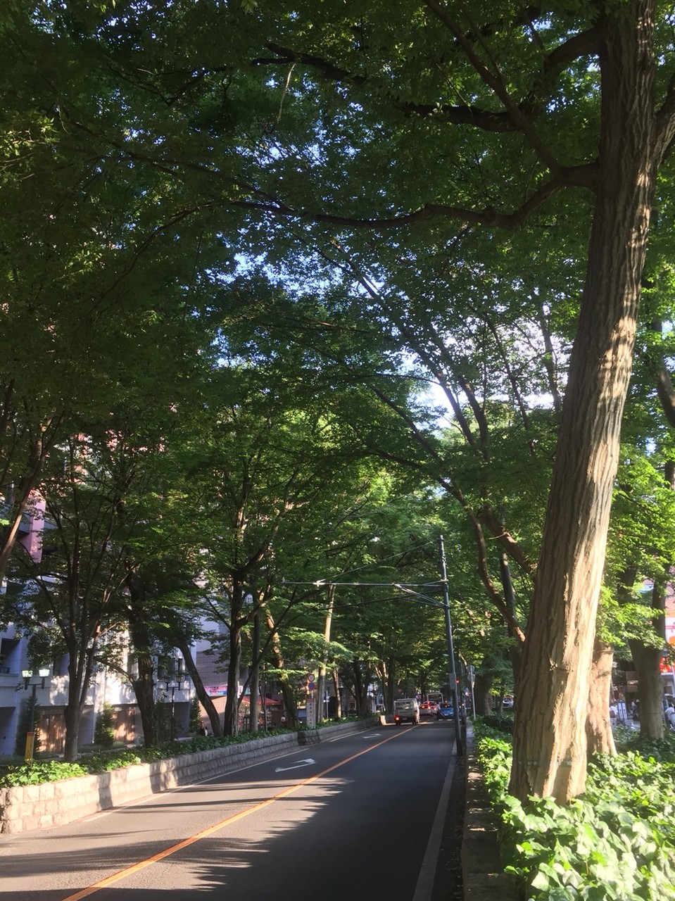 Zelkova tree-lined street Tokyo Fuchu