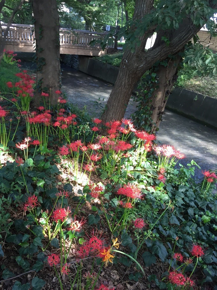 Cluster amaryllis along Tamagawajosui Aqueduct Tokyo Tachikawa nature flower autumn walking tourist spot TAMA Tourism Promotion - Visit Tama　彼岸花　玉川上水　東京都立川市　自然　花　秋　散策　観光スポット　多摩観光振興会