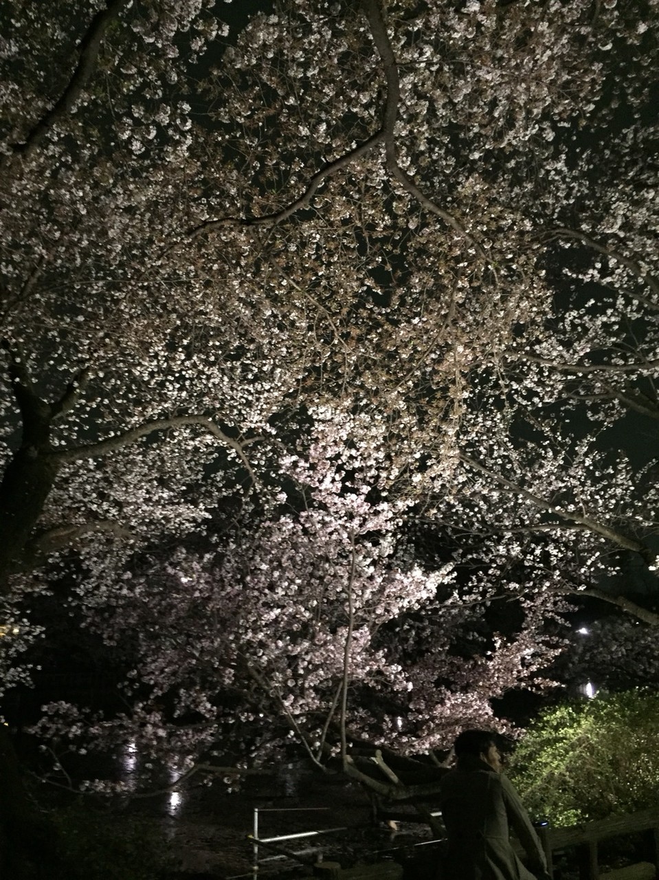 Sakura Night at Inokashira park Tokyo Mitaka