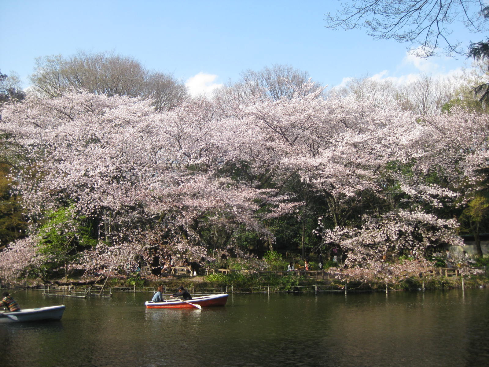 Inokashira park during Sakura season Tokyo Mitaka