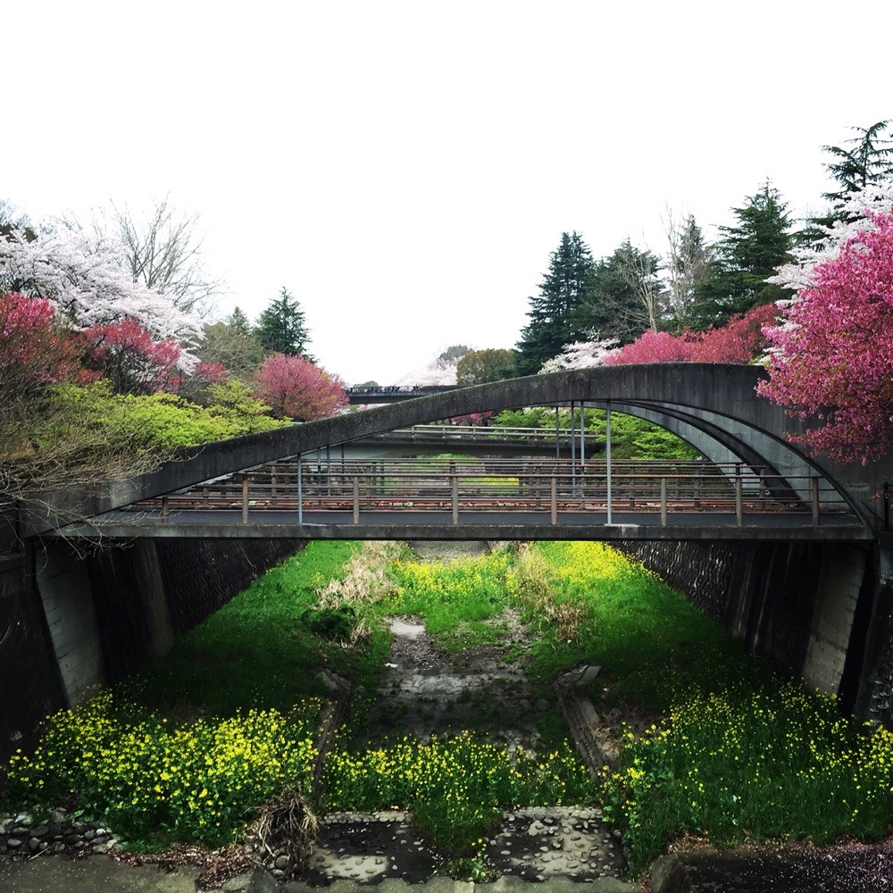 Sakura season at Zanbori River Showakinen Park Tokyo Tachikawa