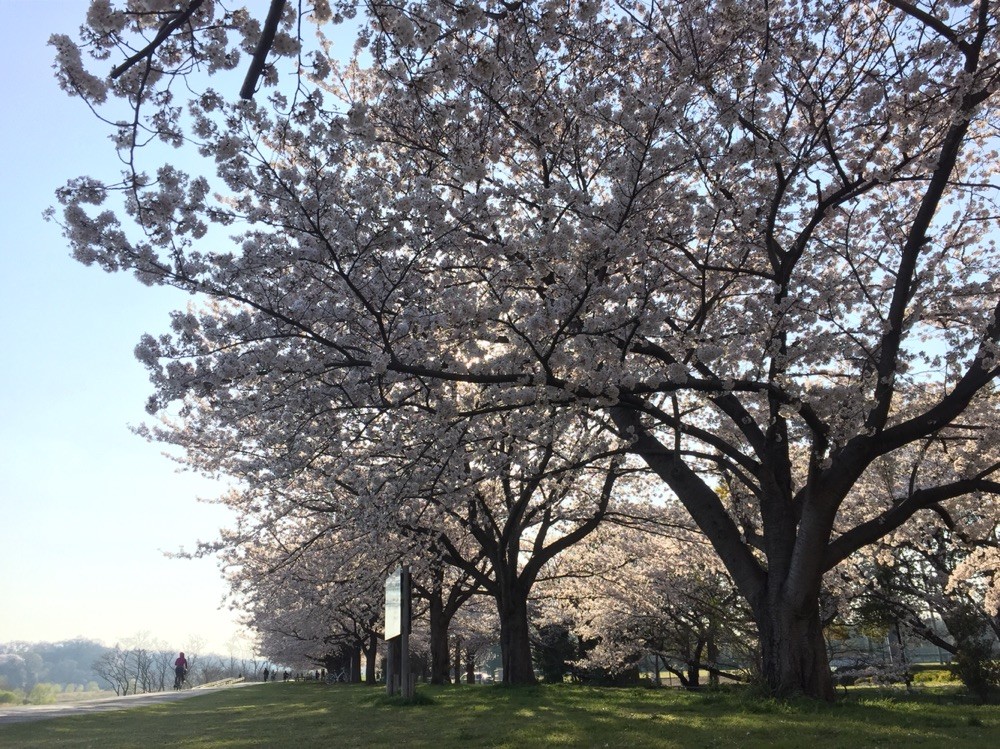 Sakura in April at Kyodonomori Soccer Field Tokyo Fuchu