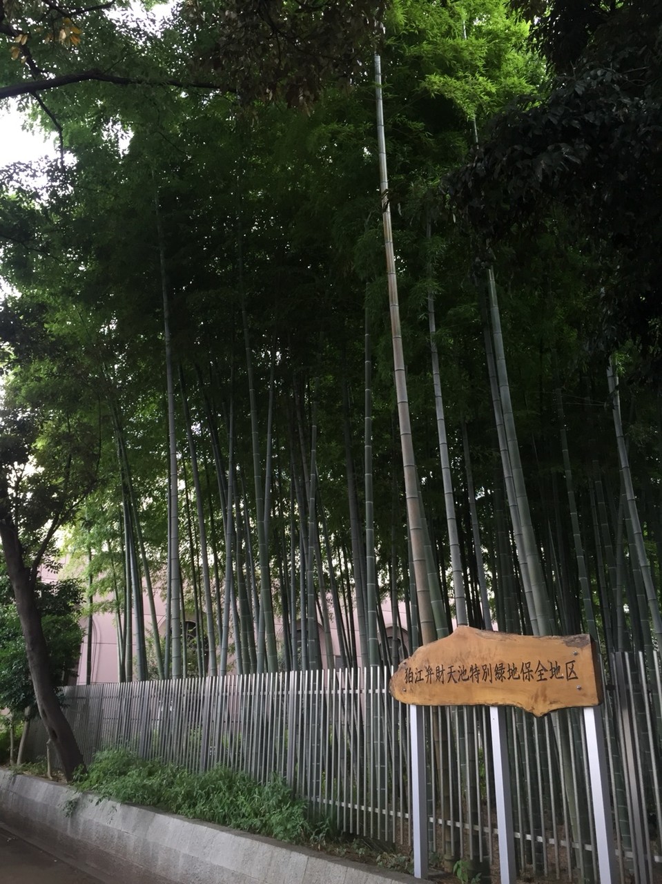 Protected Bamboo Forest in front of Komae station Tokyo Komae 