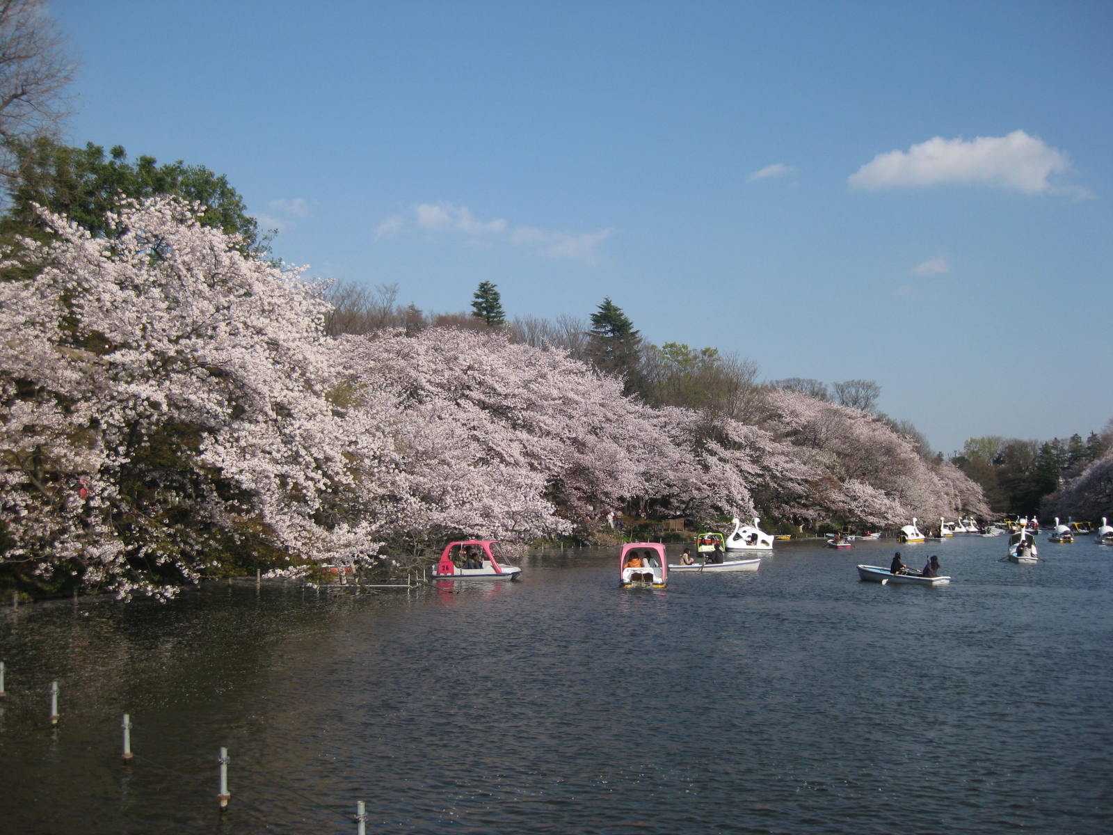 Inokashira park during Sakura season Tokyo Mitaka
