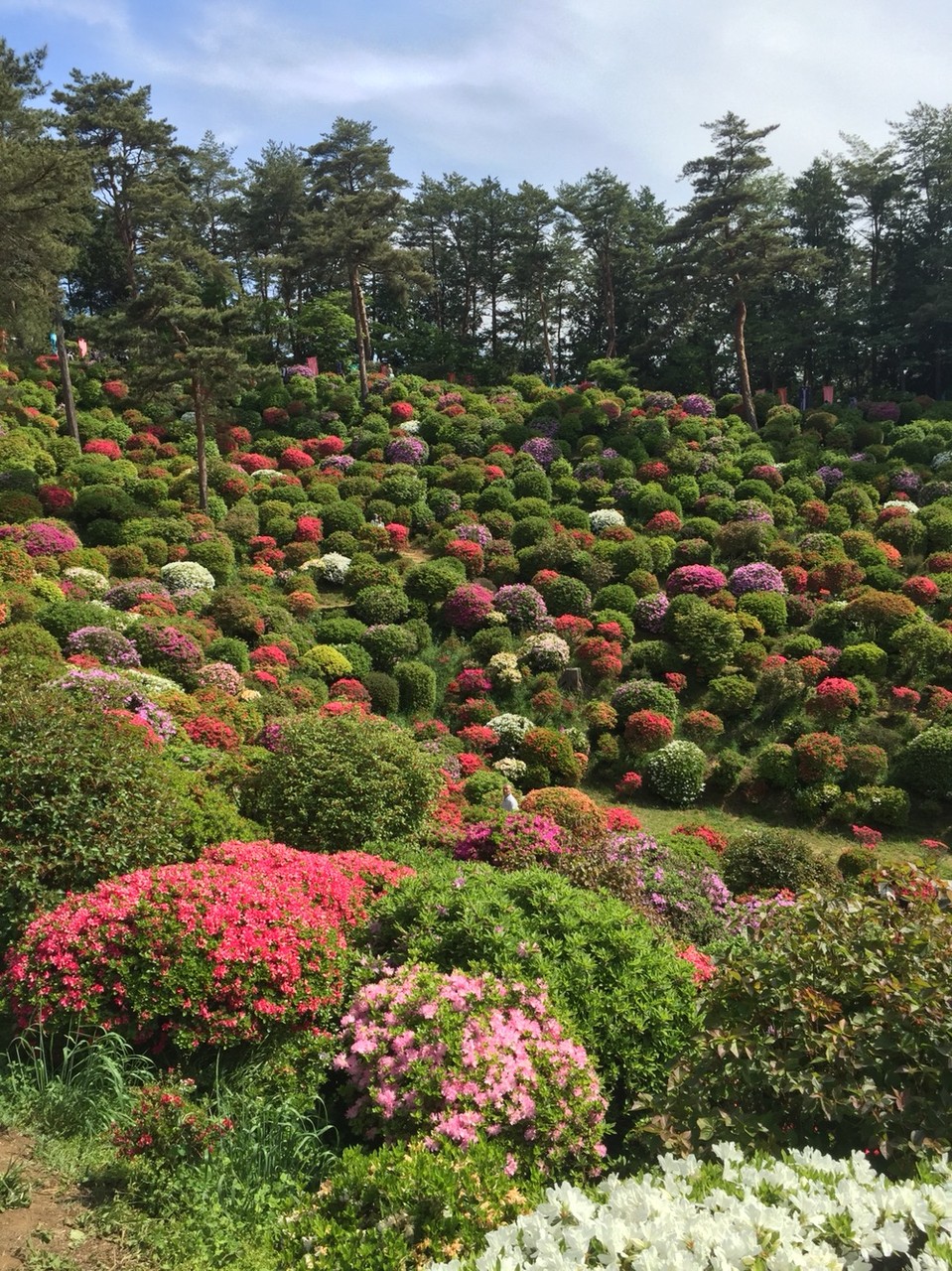 Azalea garden festival in May at Shiofune Kannon Temple Tokyo Ome