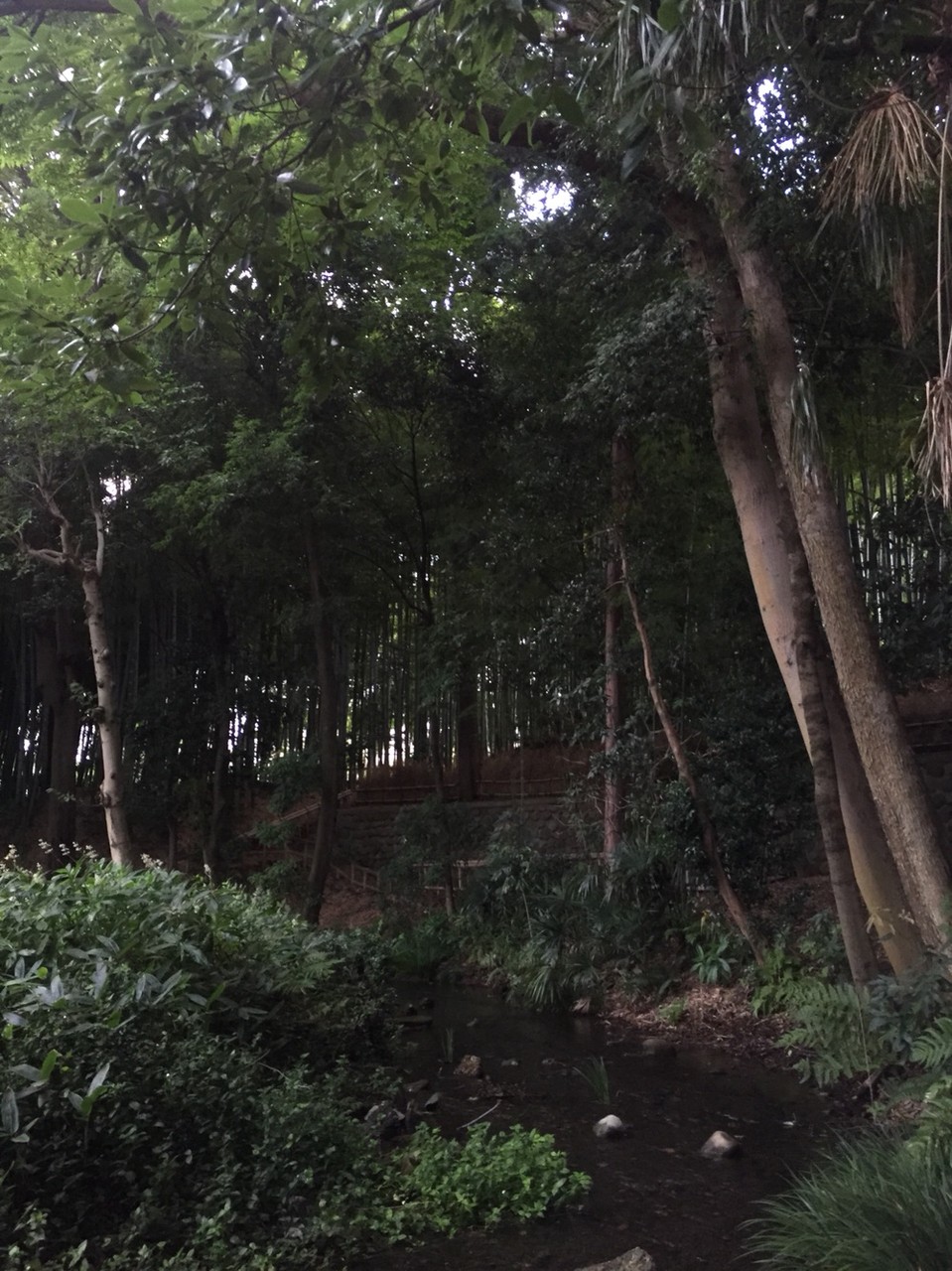 Bamboo Forest (Chikurin) park Natural water spring spot Tokyo Higashikurume