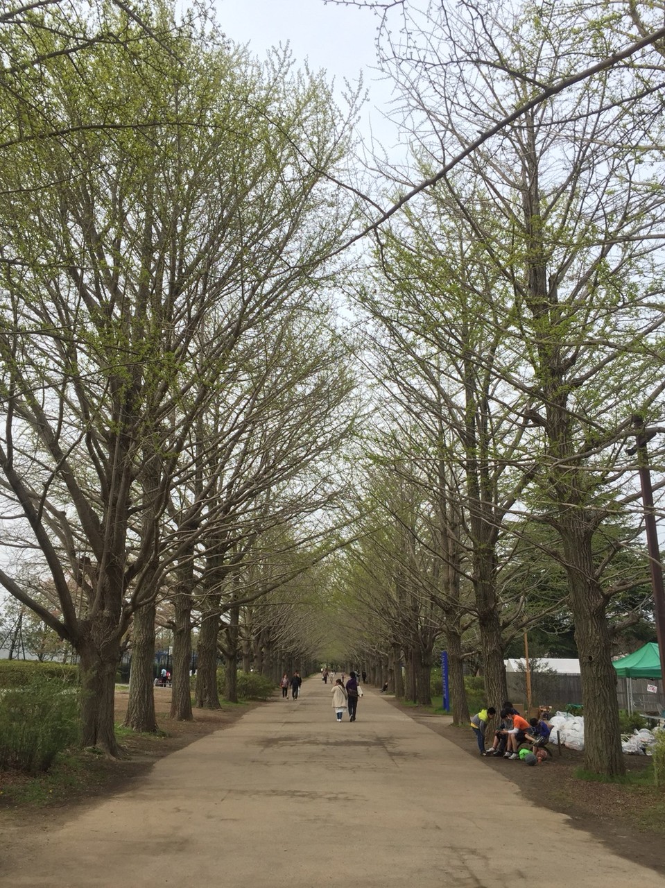 Gingko tree line at Showakinen Park Tokyo Tachikawa