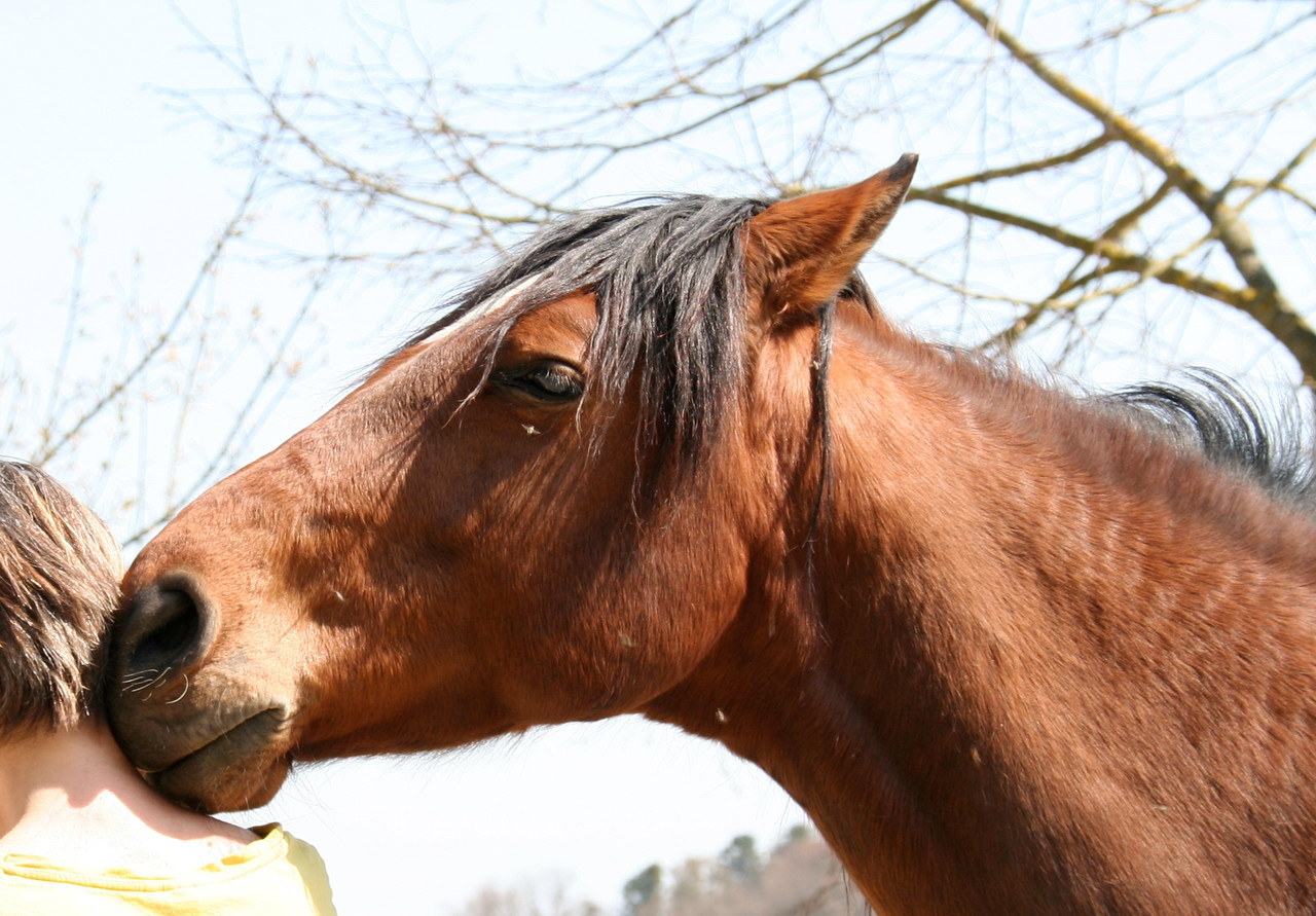 Mein pferd kennenlernen
