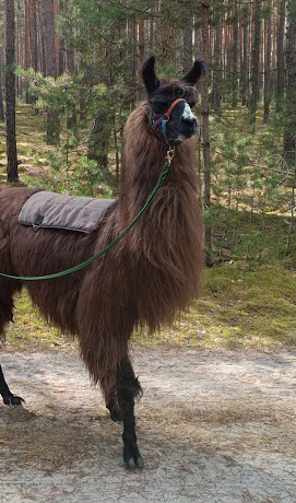 Lama Djego, Patin Svea Finke