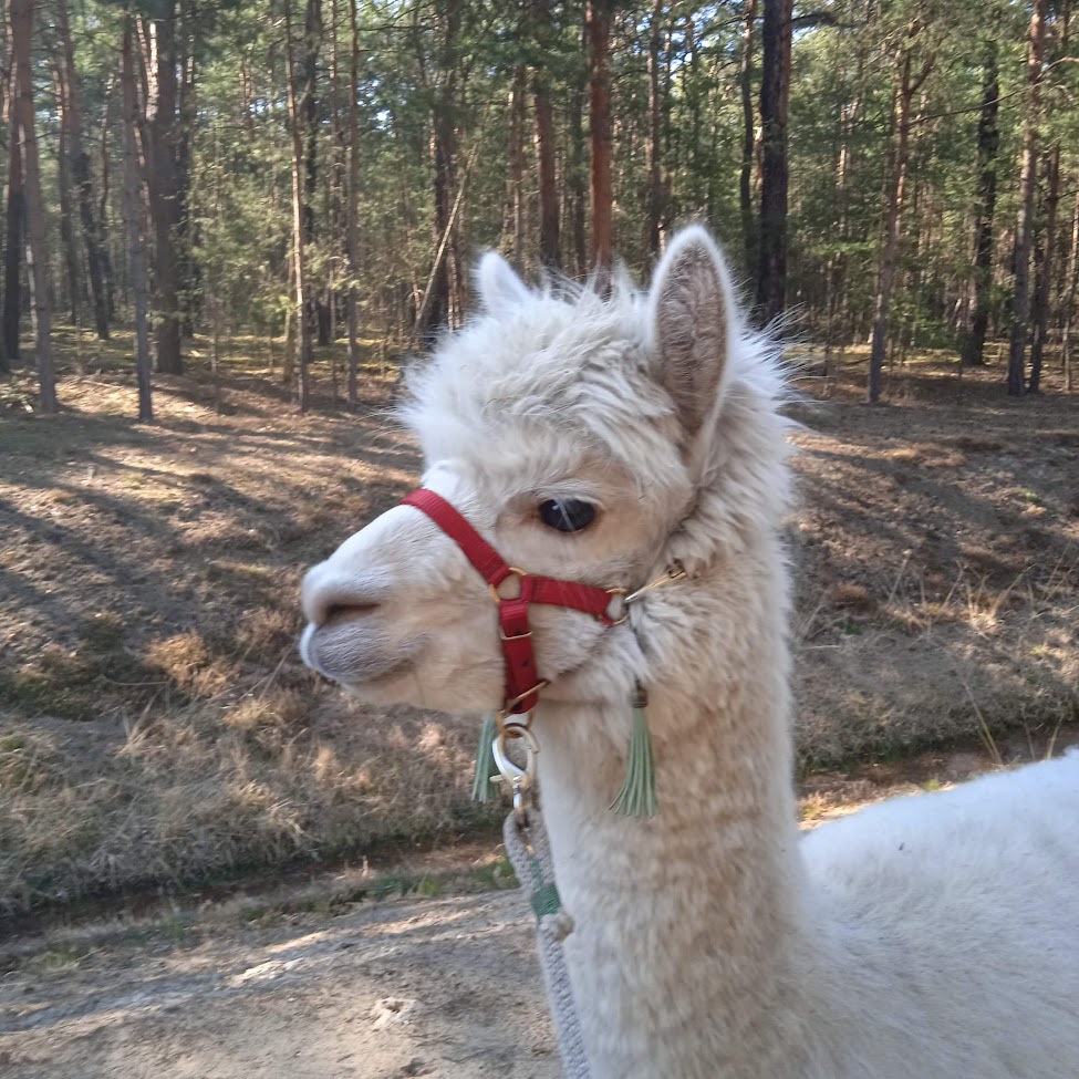 Alpaka Elvis