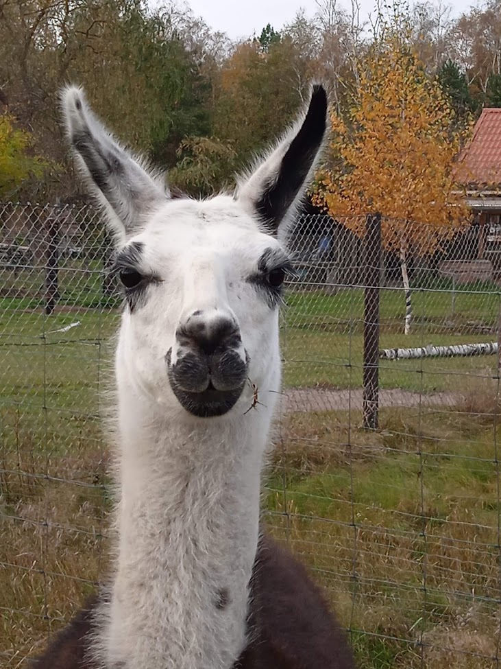 Lama Lachuso, Paten J. + S. Müller
