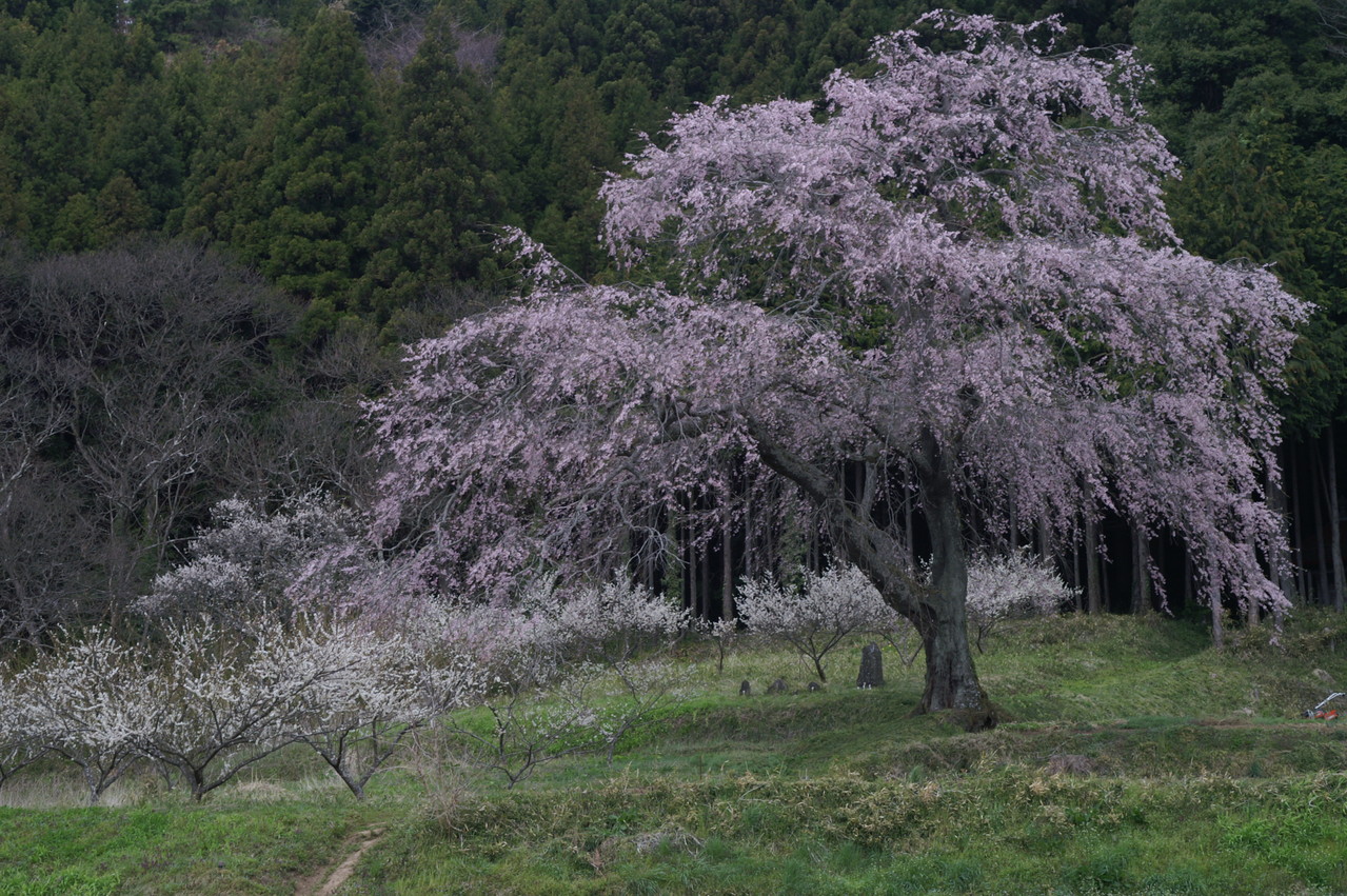 仙台生出一本桜