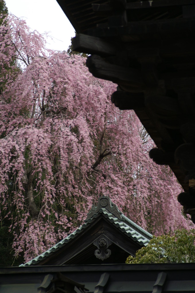 仙台青葉神社