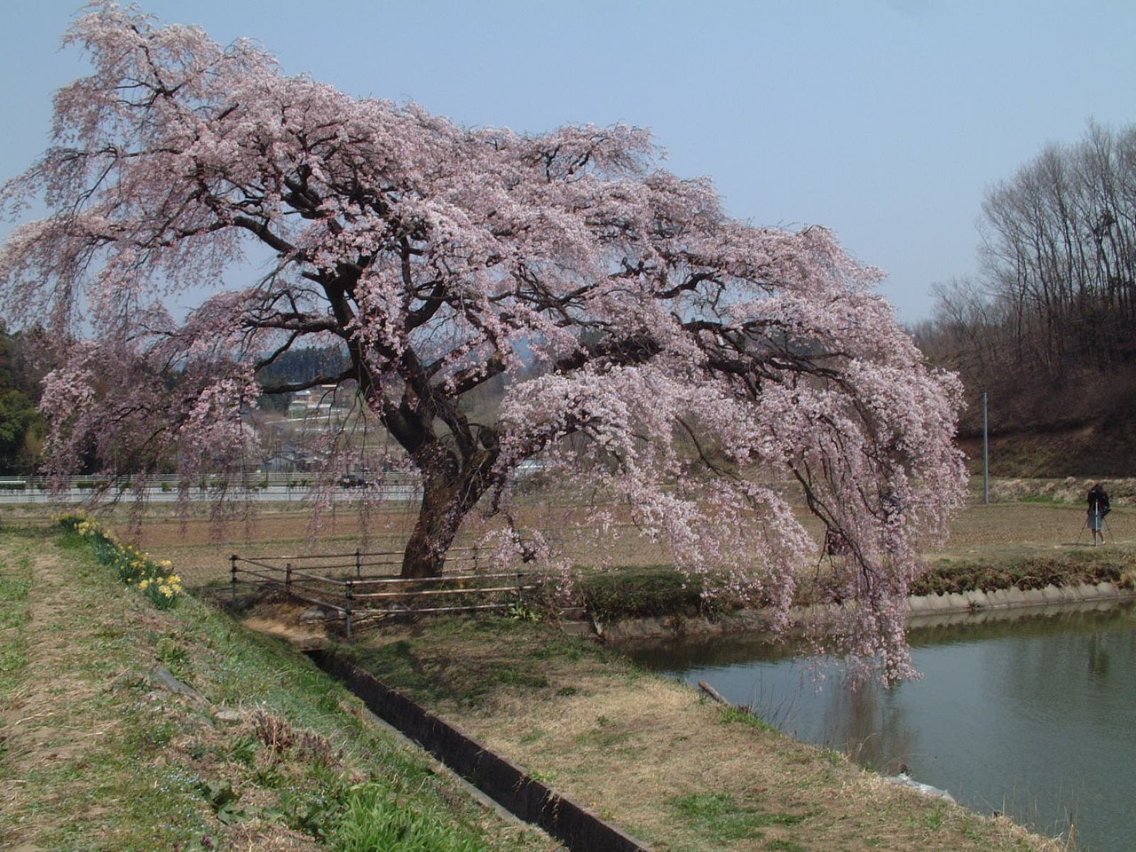福島芳水の桜
