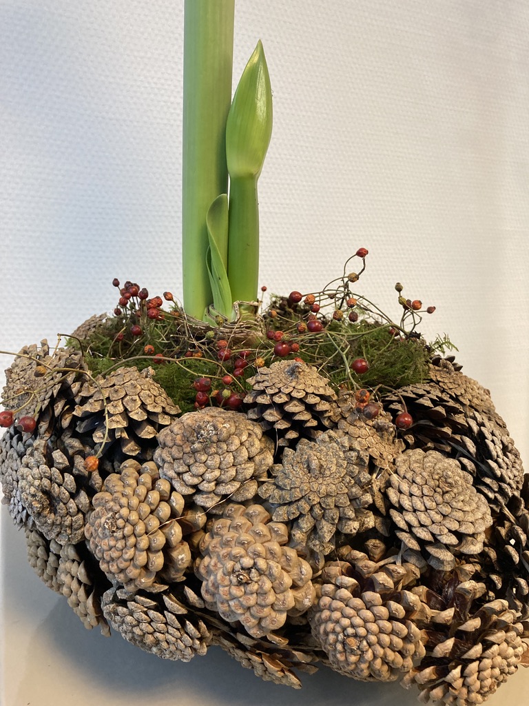 Amaryllis in warm jasje