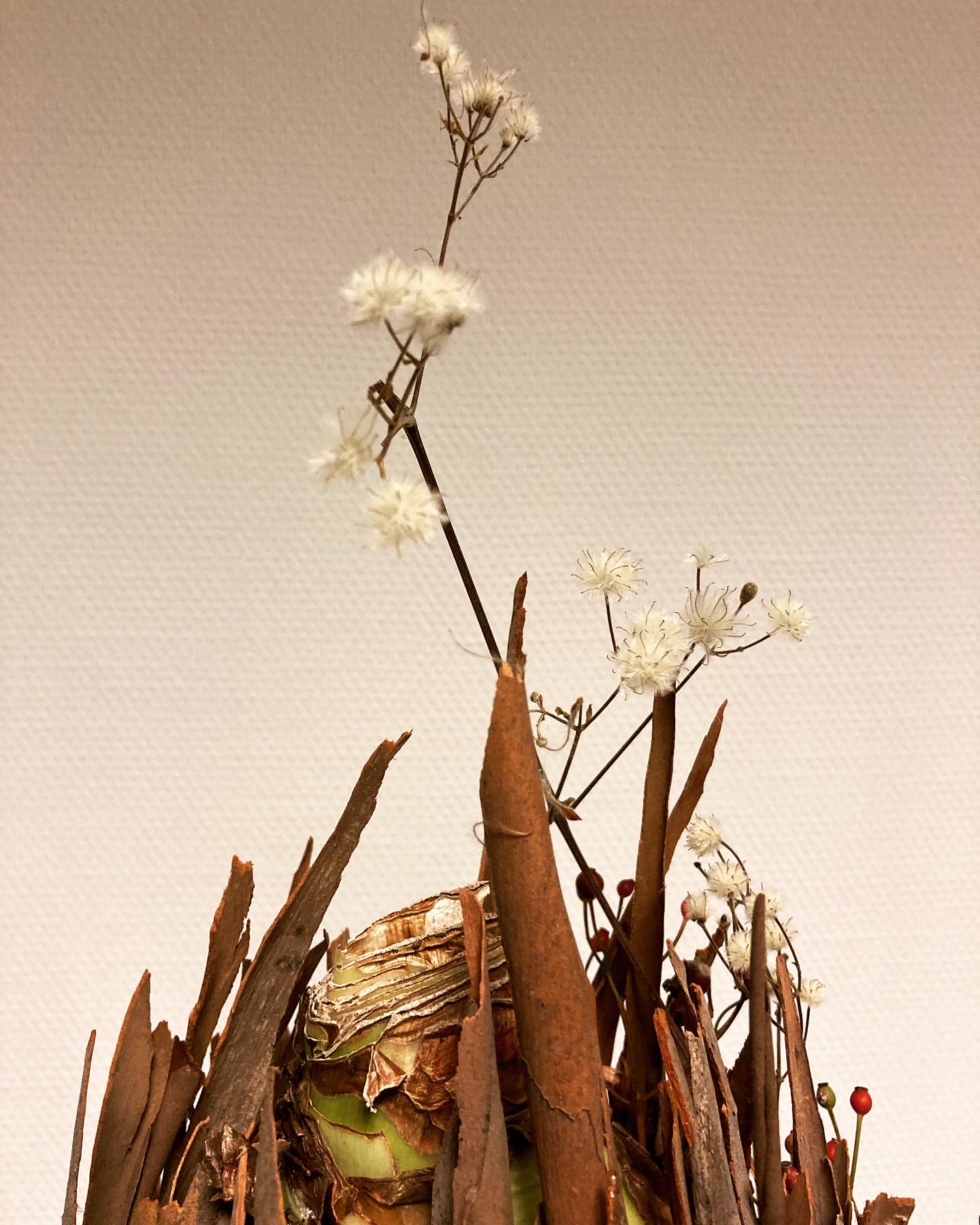 Amaryllis in warm jasje