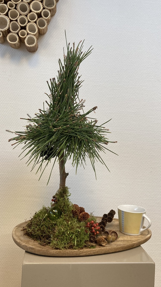 Little Christmas tree