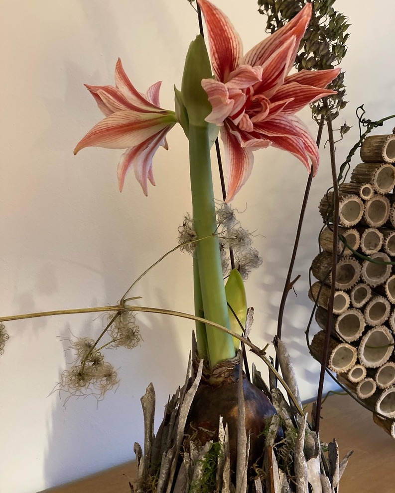 Amaryllis in warm jasje