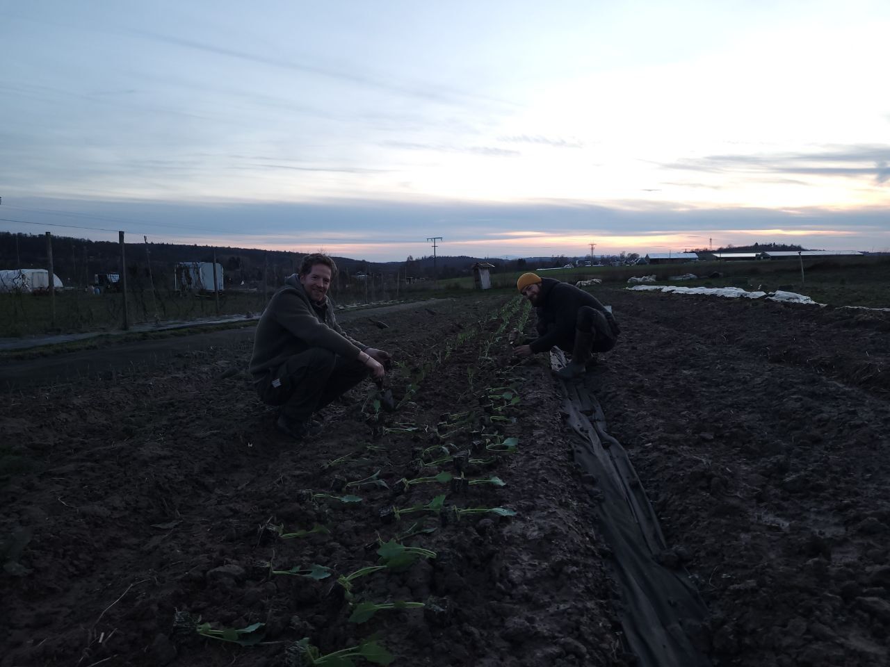 hier: Pak Choi