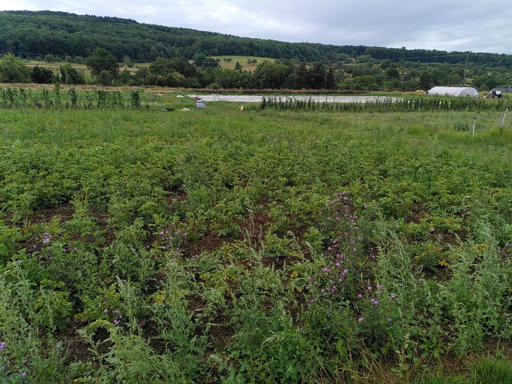 Blick über den Kartoffelacker auf den Eschberg