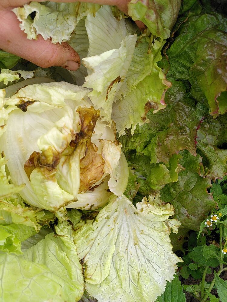 Der Salat, den wir letzte Woche leider nicht mehr ernten konnten...