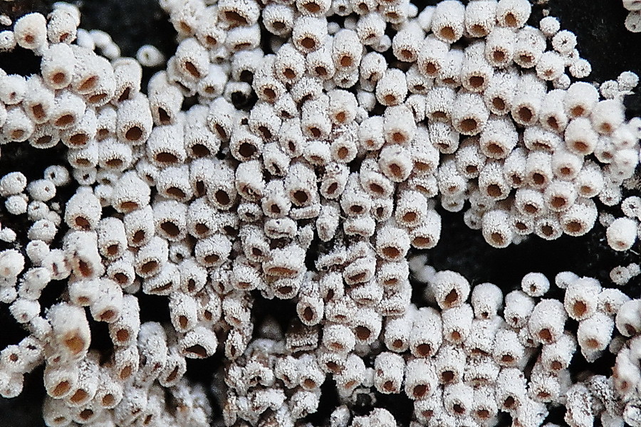 Beschreibung Cyphellaceae Becherartige Basidiomyceten Fredis Pilzseite