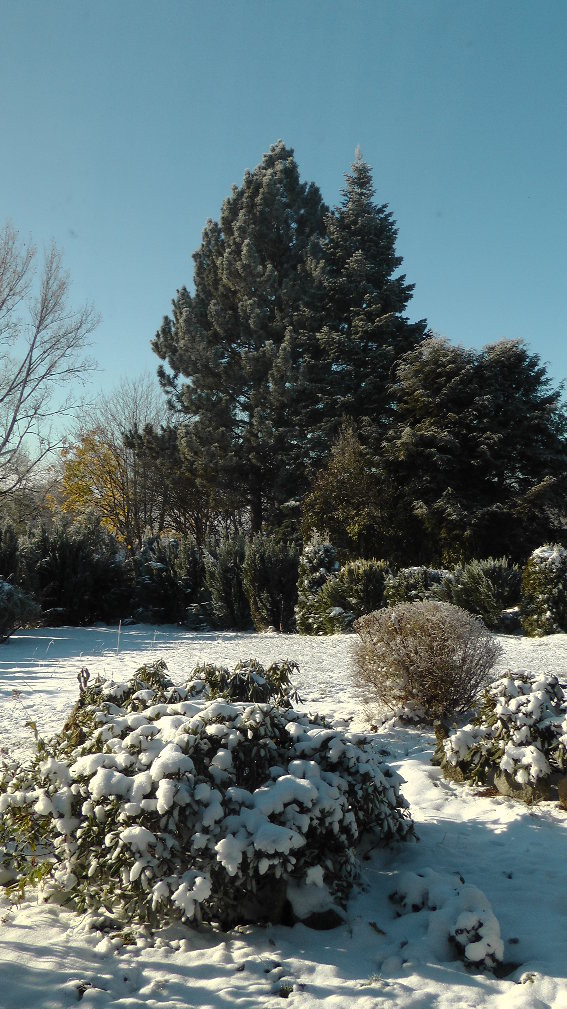 Der erste Schnee kam schon im Herbst das Foto vom Montag den 29.10.2012 nachts um -10°C