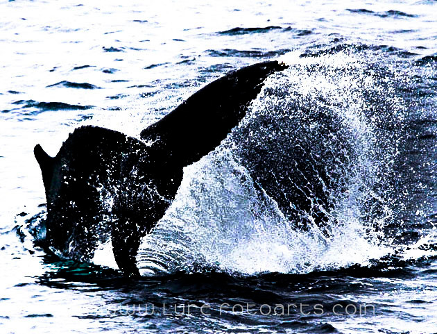 2010.07.26  -   Westgreenland - Buckelwal  (Humback Whale)