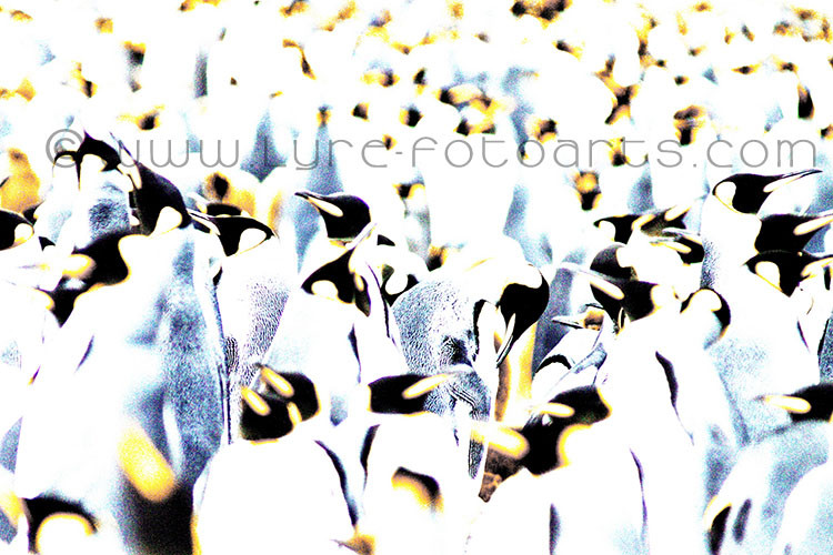 2011.11.20  -  Südgeorgien (South Georgia), Fortuna Bay  -  Königspinguine  (King Penguins)