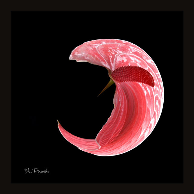 Anthurium - Toile 40x40