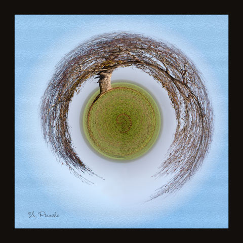 Saule en rond - Toile 40x40