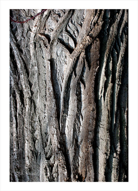 Nervures - Toile 73x50