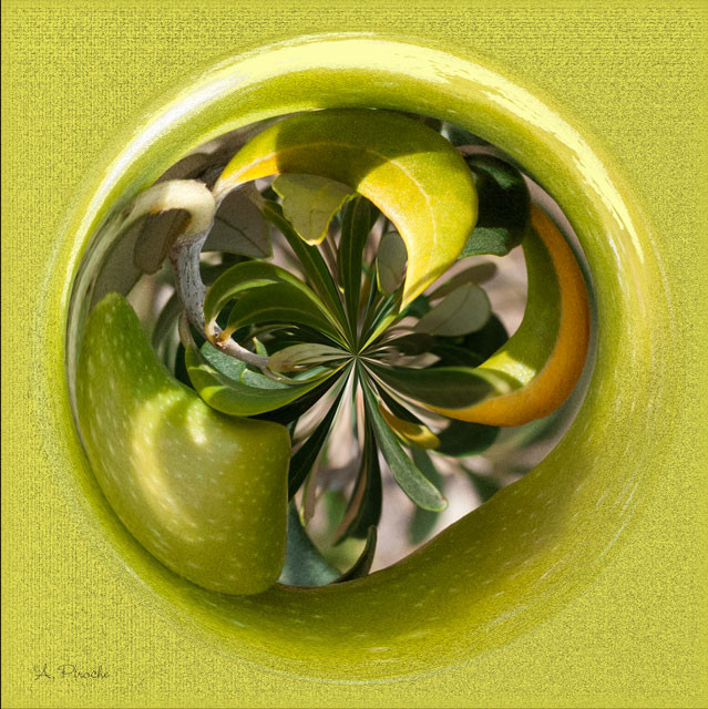 Les olives - Toile 80x80