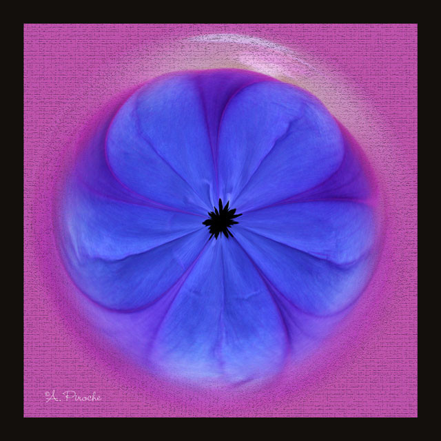 Rose et Bleu - Toile 40x40