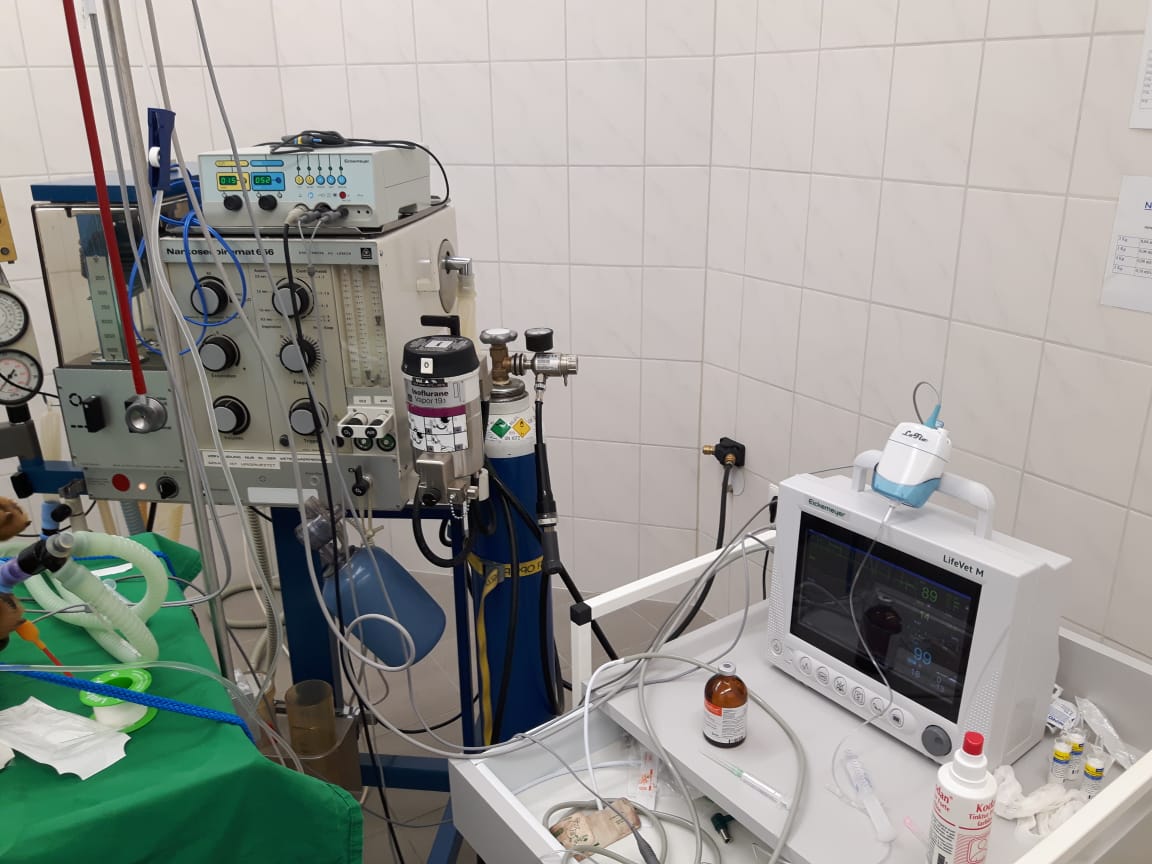 Inhalationsnarkose mit Monitorüberwachung