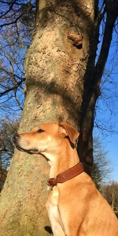 hundehalsband-lederhalsband-perlen-alkione-perlenvordiehunde