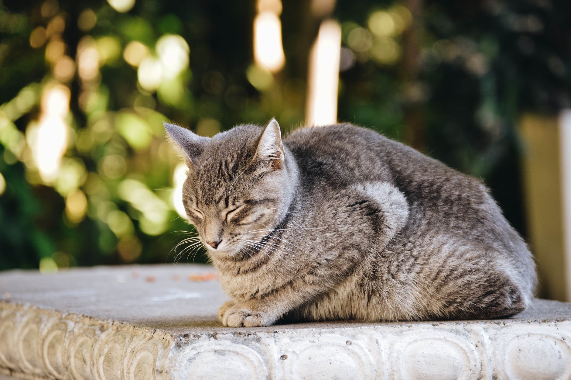 dieta per pancreatite gatto